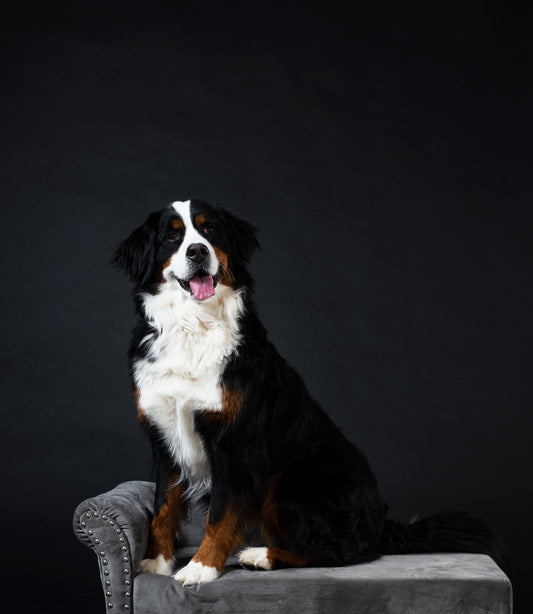 Miel para perros