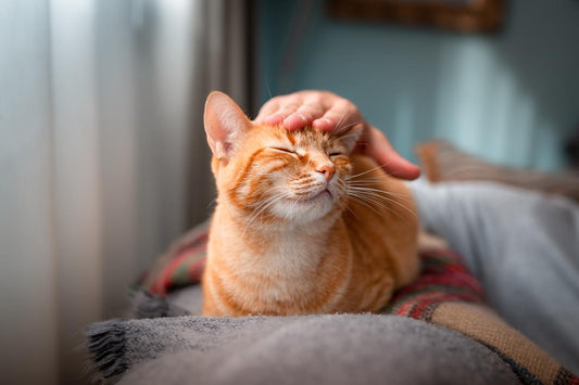 Que responsabilidades adquieren las personal al tener una mascota