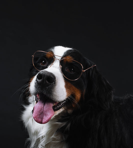 Productos Orgánicos Para Perros