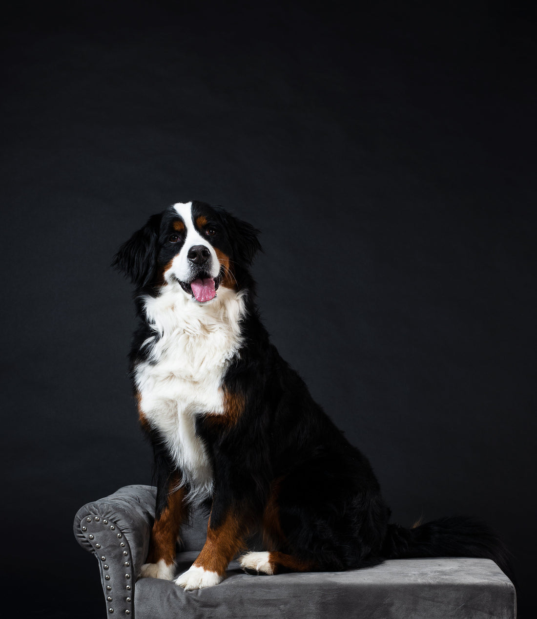 Miel para perros