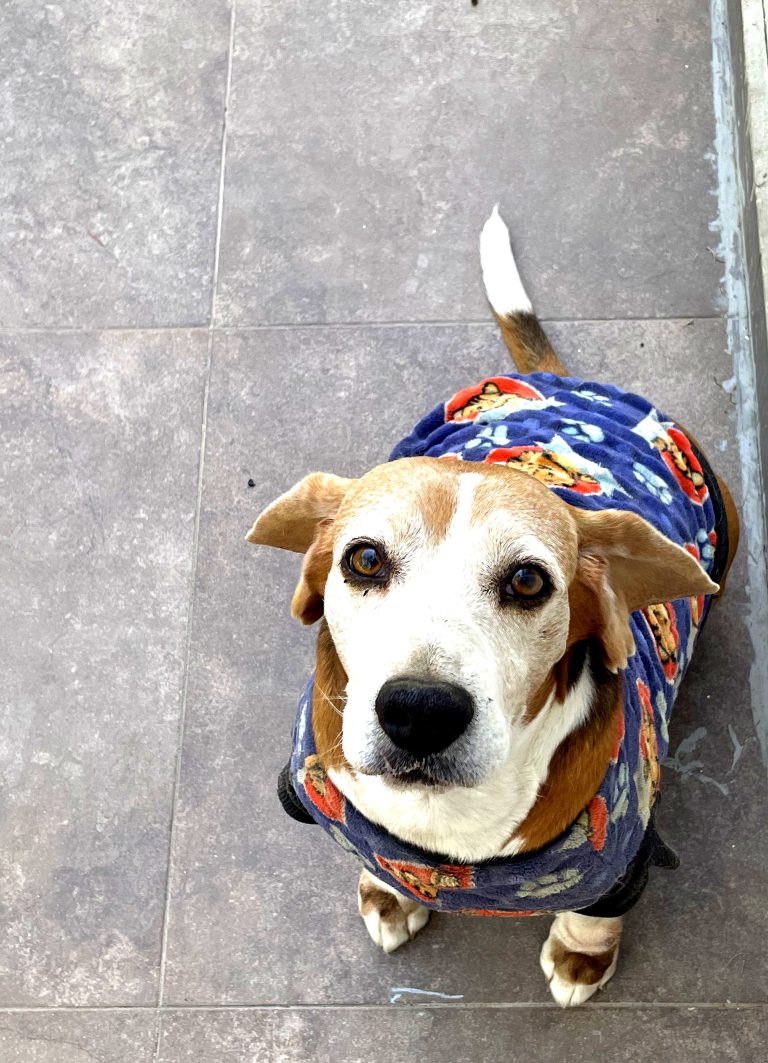 Beagle-perrito-rocco