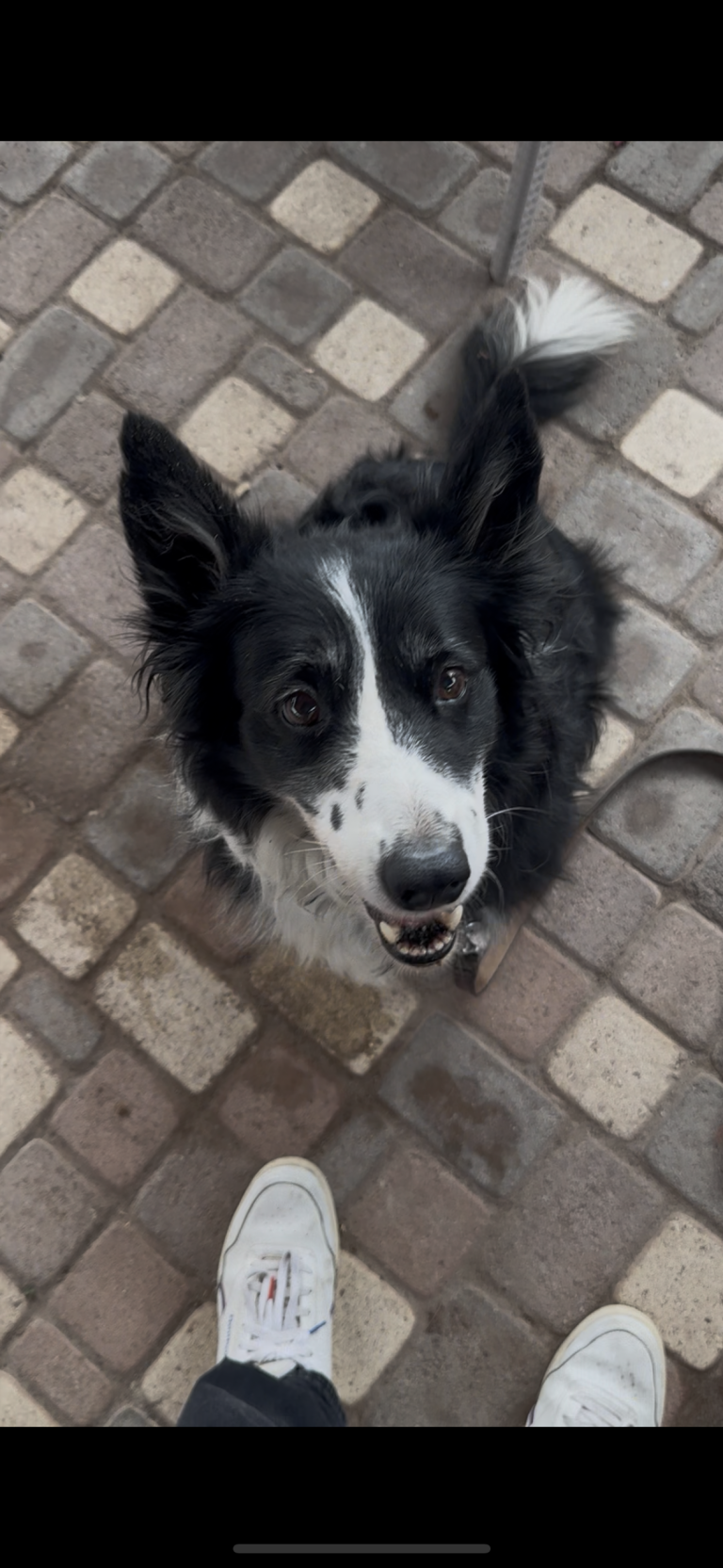 rocky-bordercollie-perrito